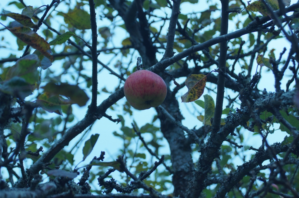 Ett ensamt äpple i skogen