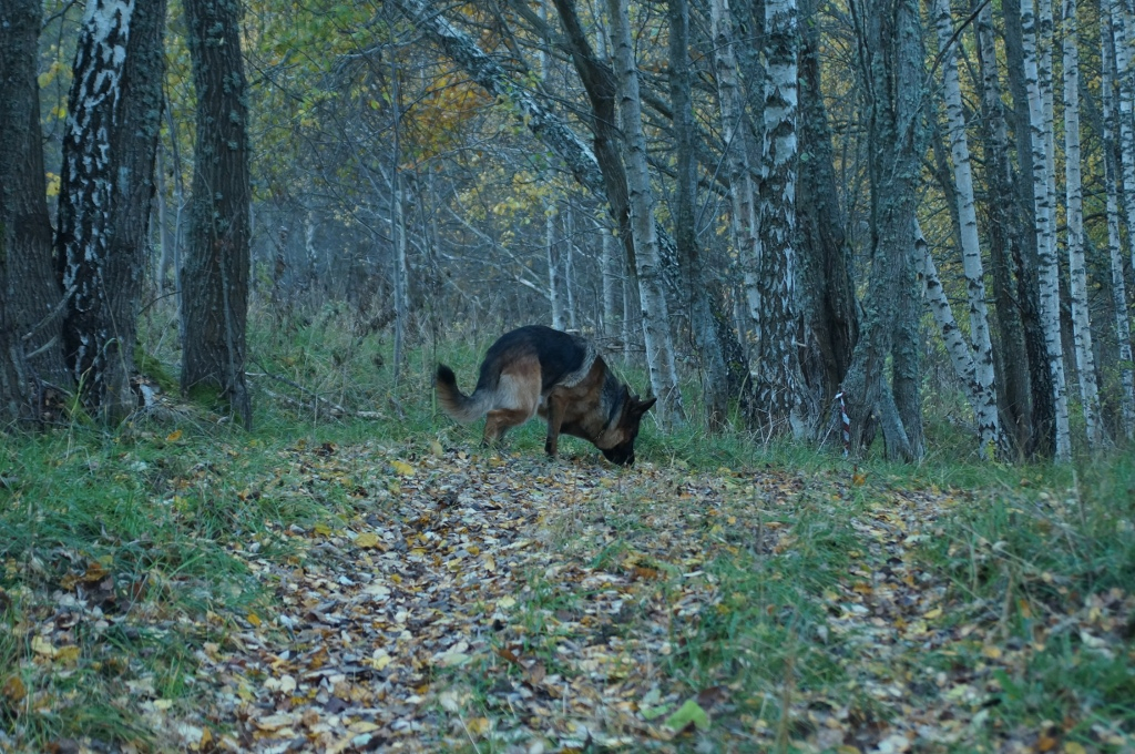 Även Euro hittar en del i skogen