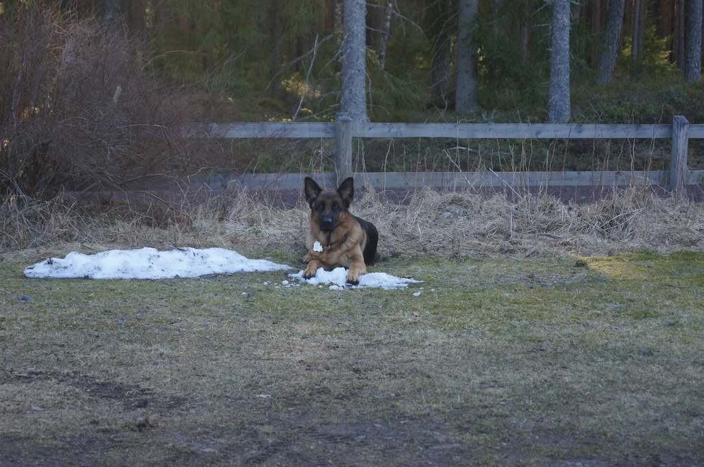 Euro passar på att njuta av sista snön