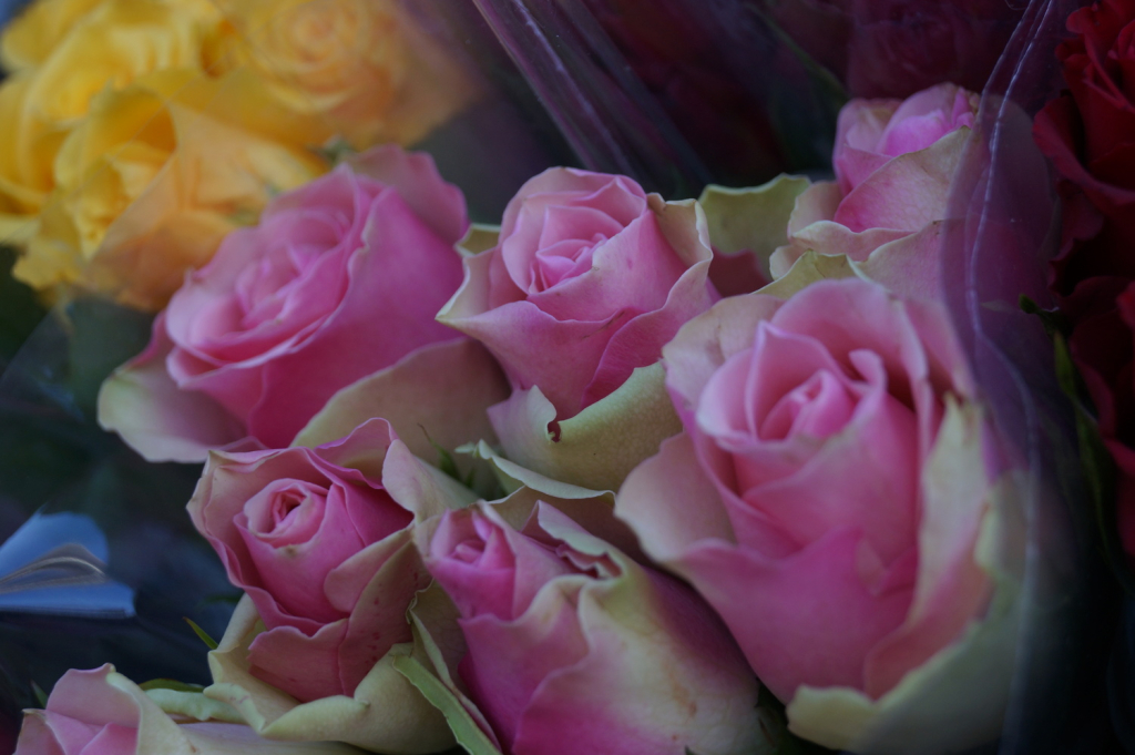 Rosa rosor utanför en blomsterbutik