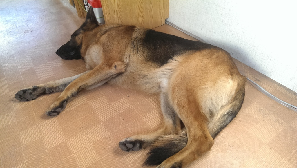 Mina lilla hjälpreda som hjälper mig med städningen